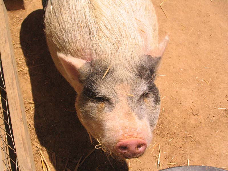 08-17-08_petting-zoo_Severin_91