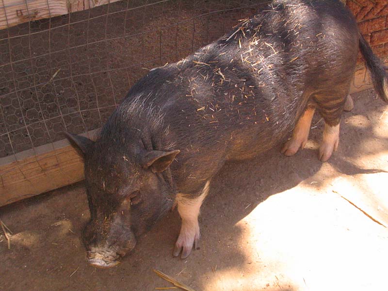 08-17-08_petting-zoo_Severin_92