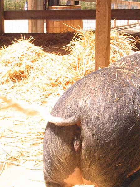 08-17-08_petting-zoo_Severin_93