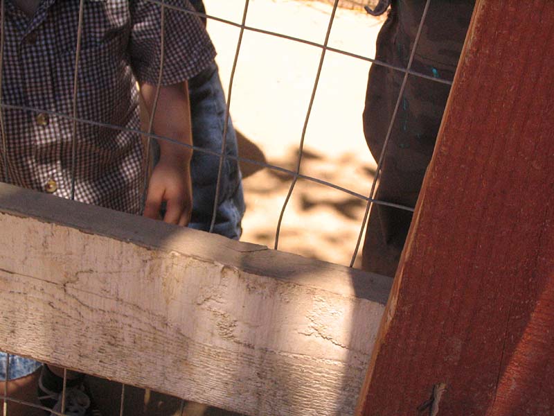 08-17-08_petting-zoo_Severin_94