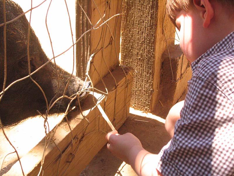 08-17-08_petting-zoo_Severin_96