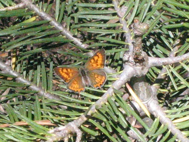 Truckee_65